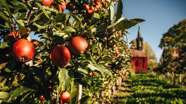 Rote Äpfel hängen an einem Apfelbaum, der in einer langen Reihe vieler Äpfelbäume steht. Am Ende de Reihe ist eine Kapelle sichtbar, bedeckt von rotem Weinlaub.
