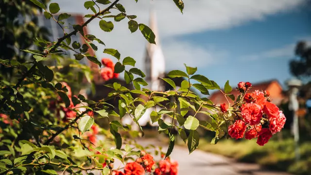 Im Vordergrund rote Blumen, im Hintergrund verschwommen der Kirchturm